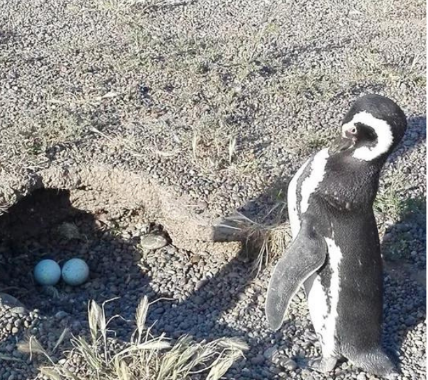 Santa Cruz alerta sobre la recolección ilegal de huevos de fauna silvestre