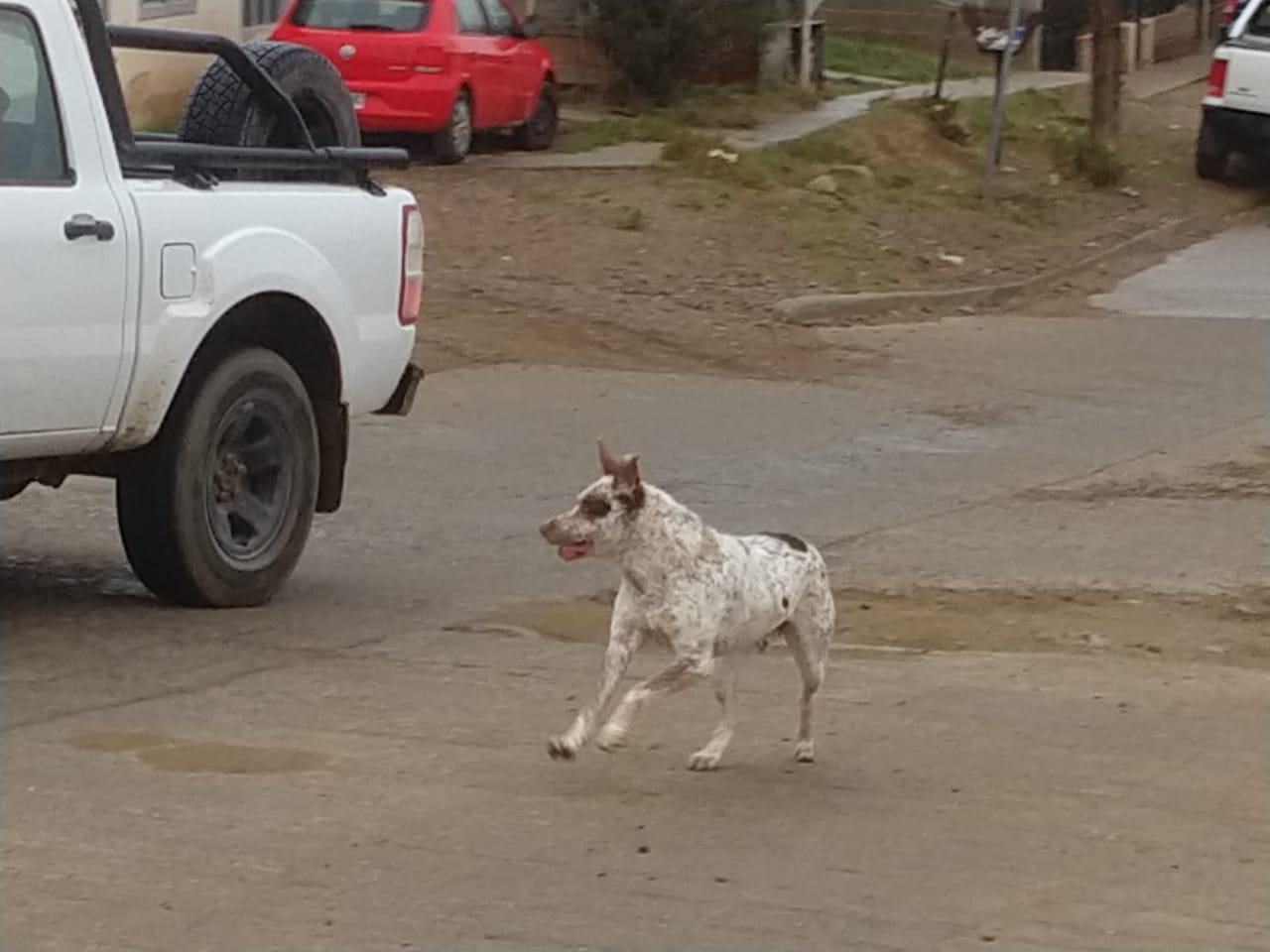 ¿Que hacer con los animales sueltos?: la ciudad dirime su destino entre castraciones ineficientes y perrera municipal