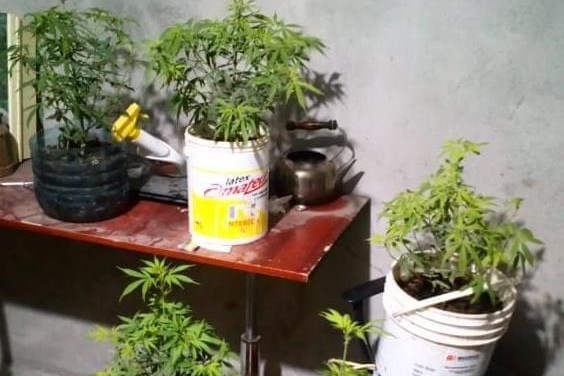 Hizo una fiesta clandestina y cuando fue la Policía agredió a un efectivo, en su casa tenía plantines de marihuana