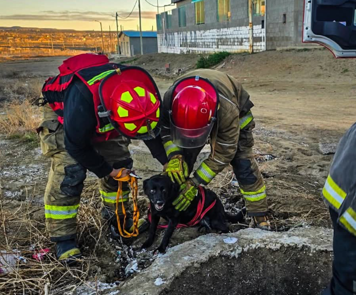 Bomberos rescataron a un perro que cayó a un pozo de tres metros en Caleta Olivia