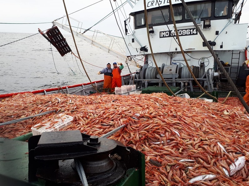 Termina hoy la prospección de langostino en el área de veda permanente de juveniles de merluza