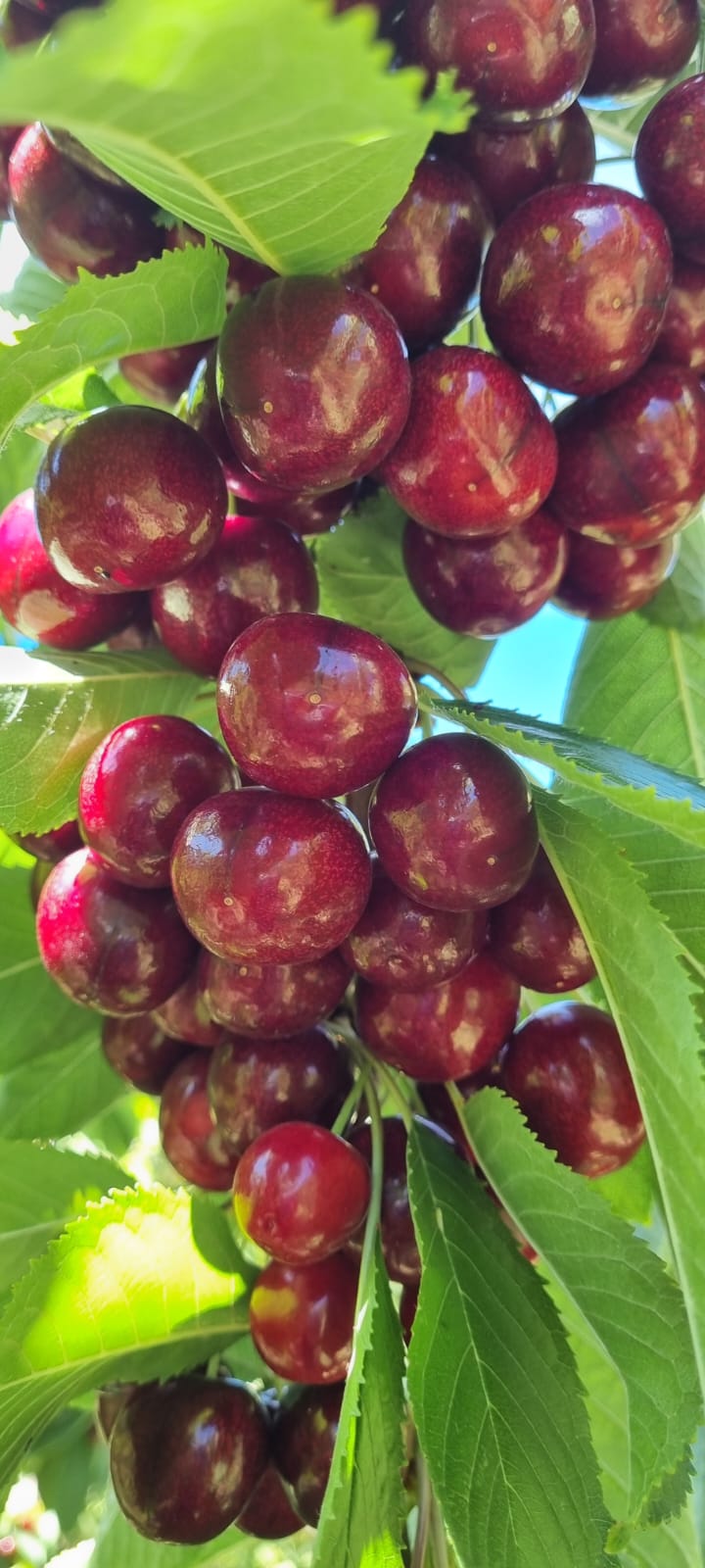 Educación presentó la guía 