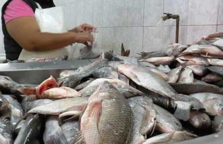 Comenzó la distribución gratuita de pescado en diversos puntos de la ciudad