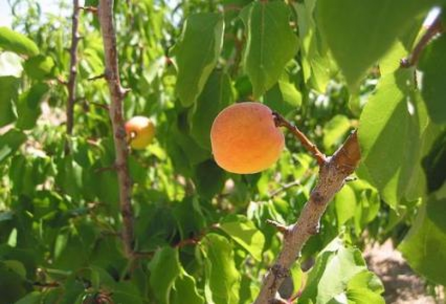 Aprendé como podar tus arbolitos para que te den mucha fruta