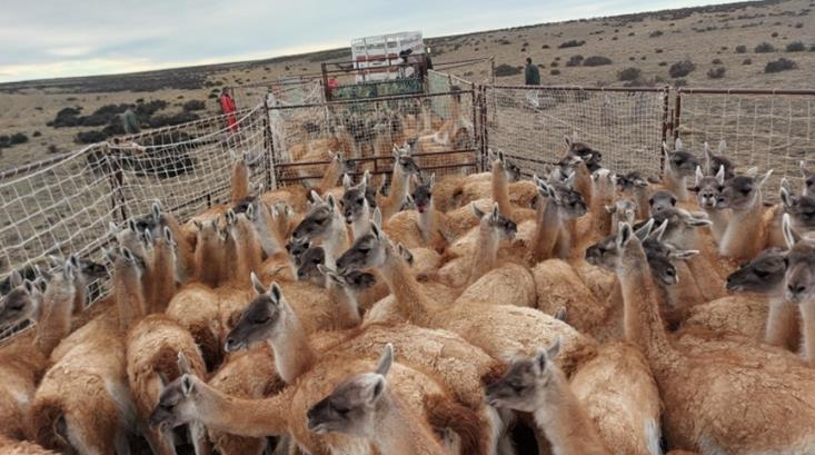 Santa Cruz tiene más de 2 millones de guanacos 