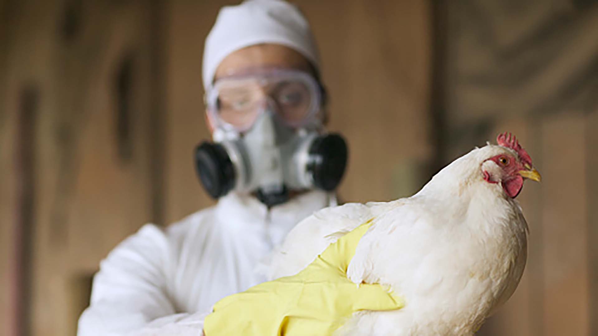 Influenza aviar: Se confirmaron casos positivos en la provincia de Santa Cruz 