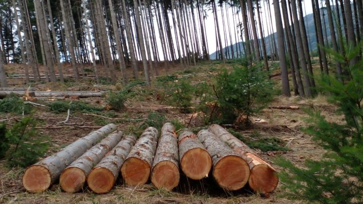 Cortaron más de cien pinos sin autorización en Lago Puelo