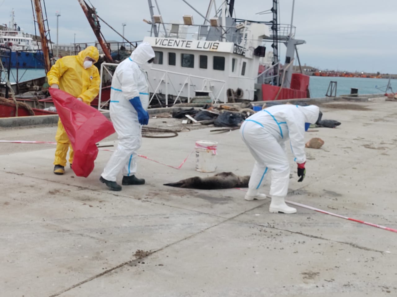 Municipio trabaja junto a diversos organismos ante el contexto sanitario por influenza aviar  en  lobos marinos