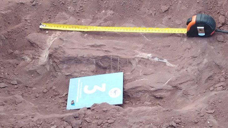 Encuentran restos de dinosaurios en un área petrolera de Vaca Muerta