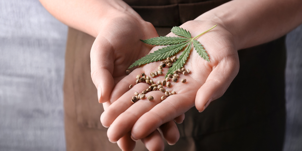 Semillas de cannabis podrán ser comercializadas desde Comodoro Rivadavia 