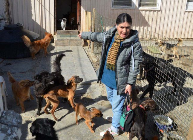 Proteccionista caletense necesita ayuda para alimentar a mas de 60 animales 