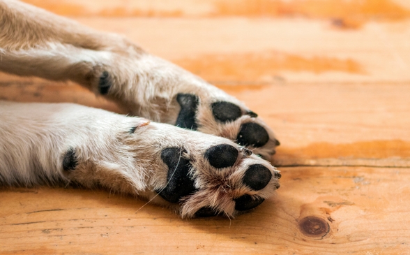 Preocupación en Caleta Olivia: denuncian envenenamiento de mascotas en barrio Koltum