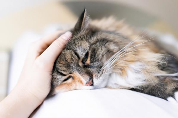 Una oficina completa renunció cuando el jefe no dejó salir antes a una empleada para ir a ver a su gato moribundo