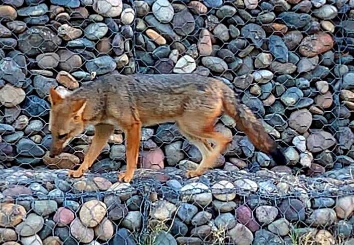 Alerta por un zorro que ataca mascotas en Altos del Golfo y 