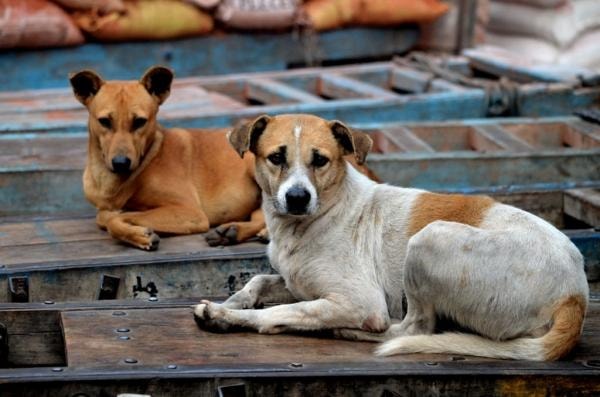 Hoy 27 de julio se conmemora el Día Internacional del Perro Callejero