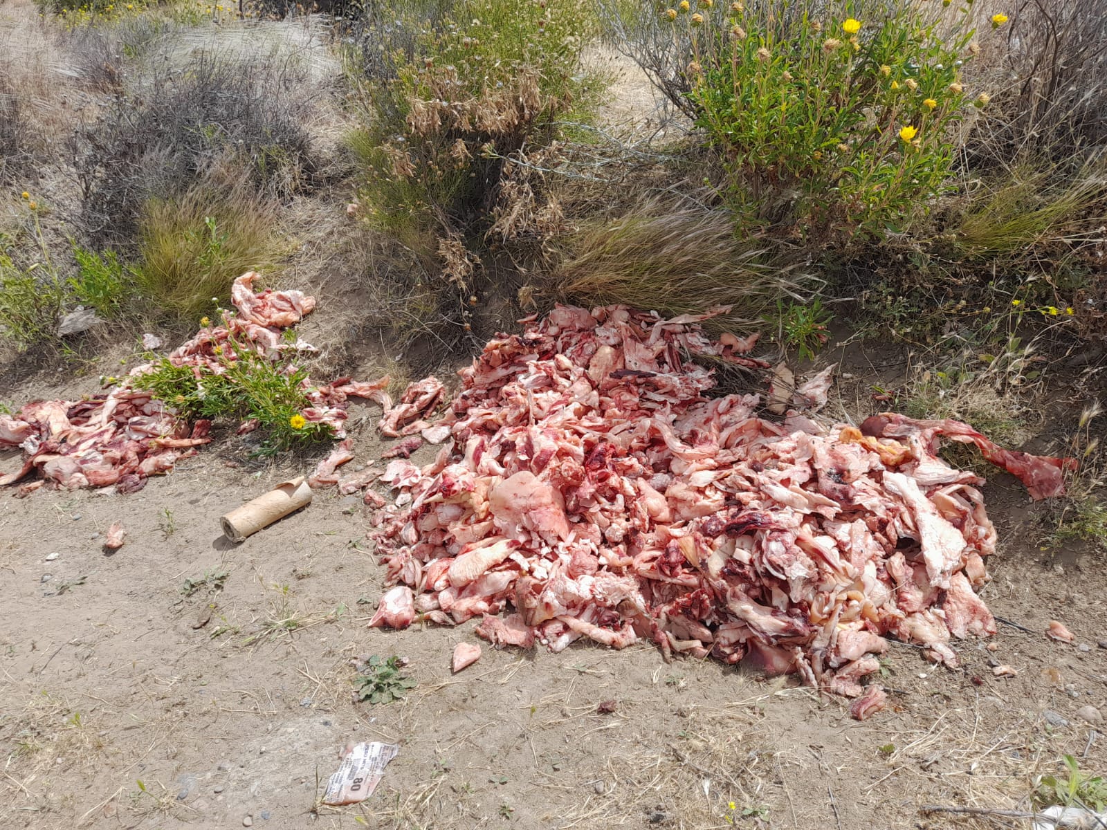 Arrojaron desperdicios cárnicos en circuito de caminata detrás del cementerio 