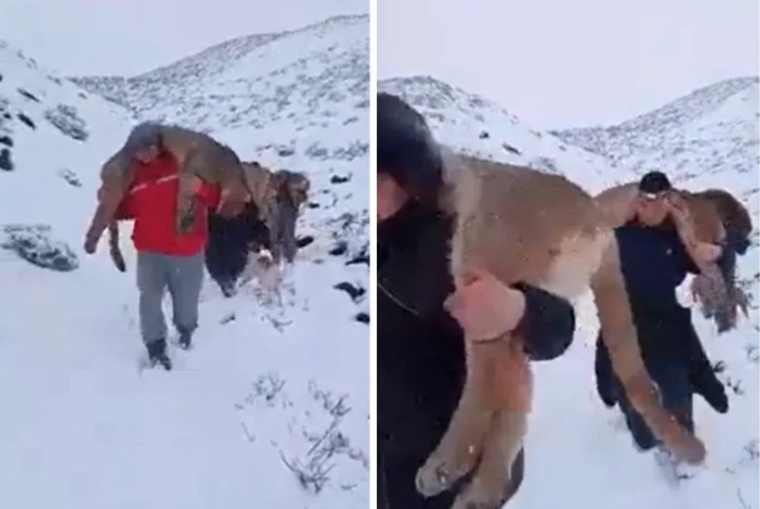 En Neuquén, denunciaron penalmente a un grupo de hombres por cazar pumas