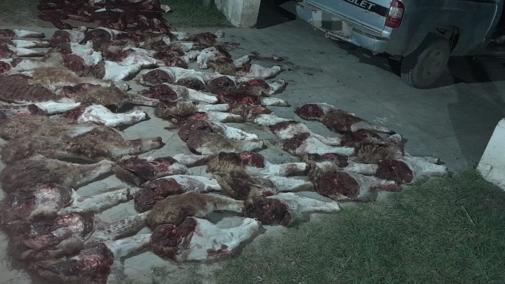 Decomisan carne de guanaco en control sobre Ruta 3: el cargamento estaba fuera de temporada de caza