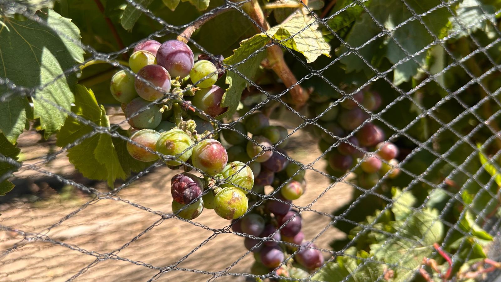 Punto Orgánico realizará la presentación del vino artesanal Mar y Viento