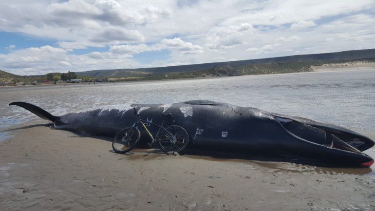 Preocupación por la ballena muerta en cercanías de Ramón Santos