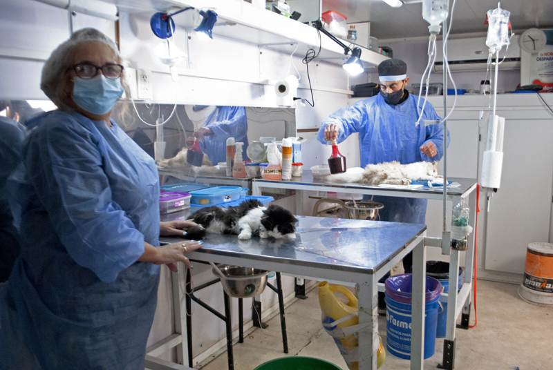 Advierten que los turnos de castración no se extienden a través de páginas de compra-venta