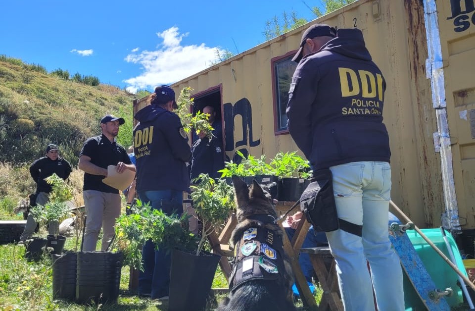 Golpe al narcotráfico: Desarticulan una plantación de marihuana para comercialización ilegal 