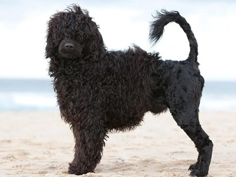 Atropelló a un perro que vale más de $2 millones y se escapó