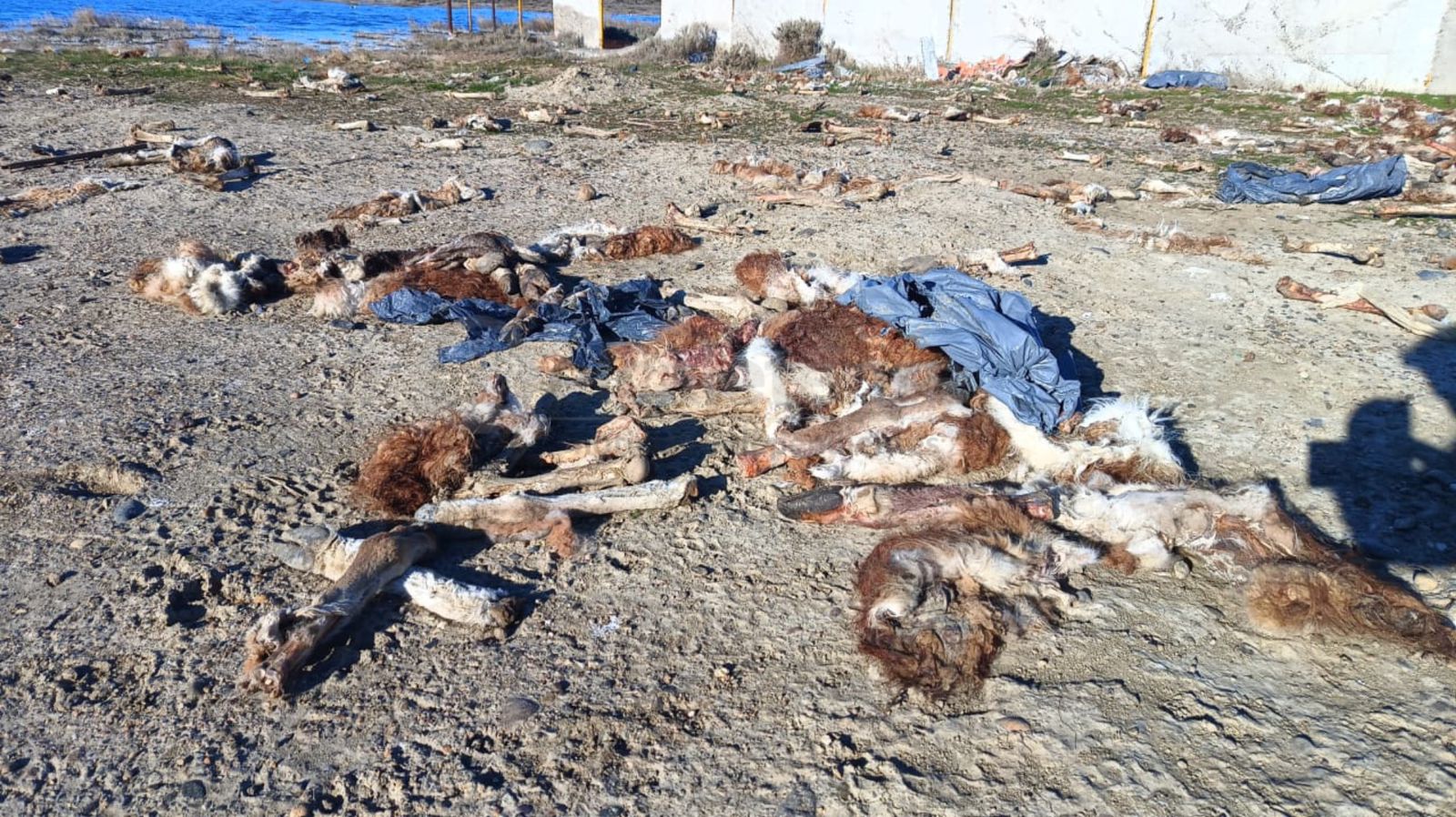 Cementerio de guanacos en la Ruta Nacional Nº3 a metros del basural 