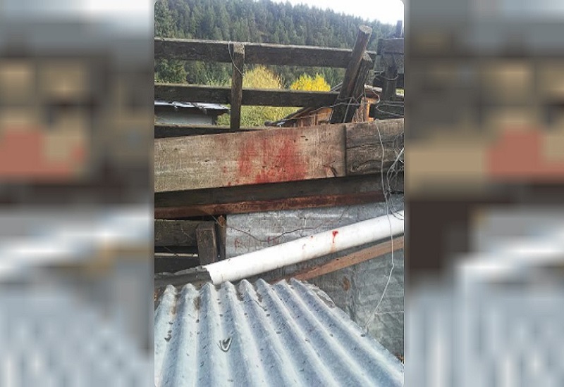 Mataron a puñaladas a un perro: 