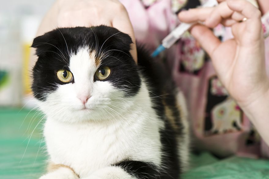 Una mujer fue mordida por un gato y murió de rabia, es el primer caso registrado en 39 años