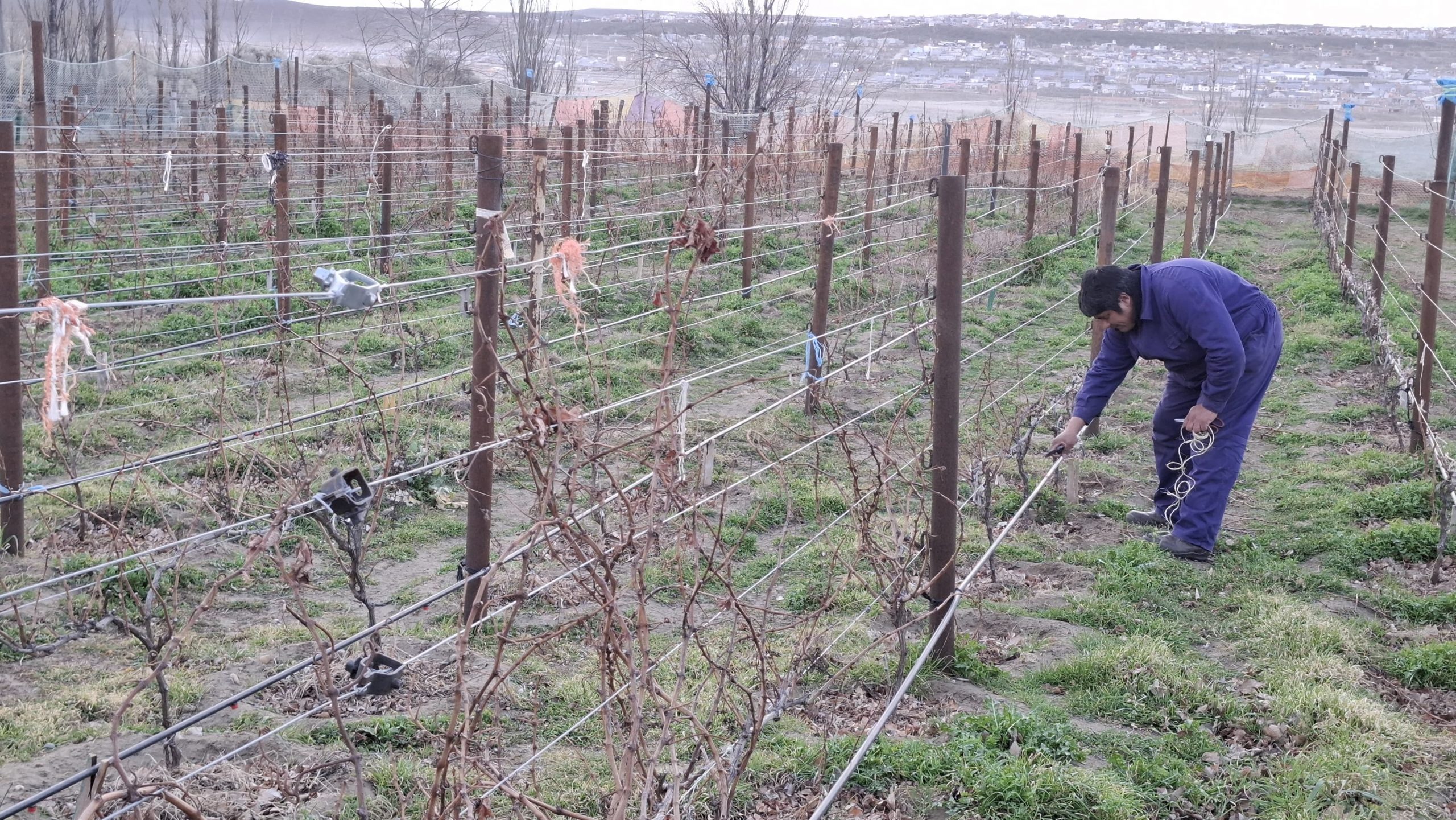Iniciaron los trabajos de poda en el viñedo de Punto Orgánico de Caleta Olivia