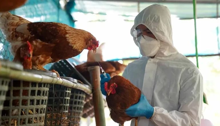 Influenza aviar en foco: hechos importantes que debes conocer