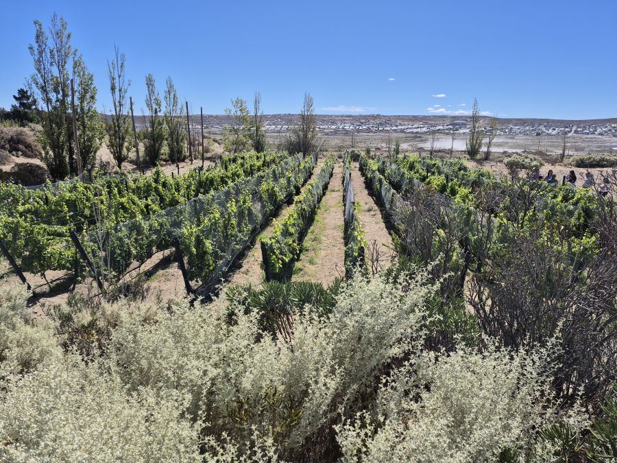 Avanza el proyecto del viñedo en Caleta Olivia
