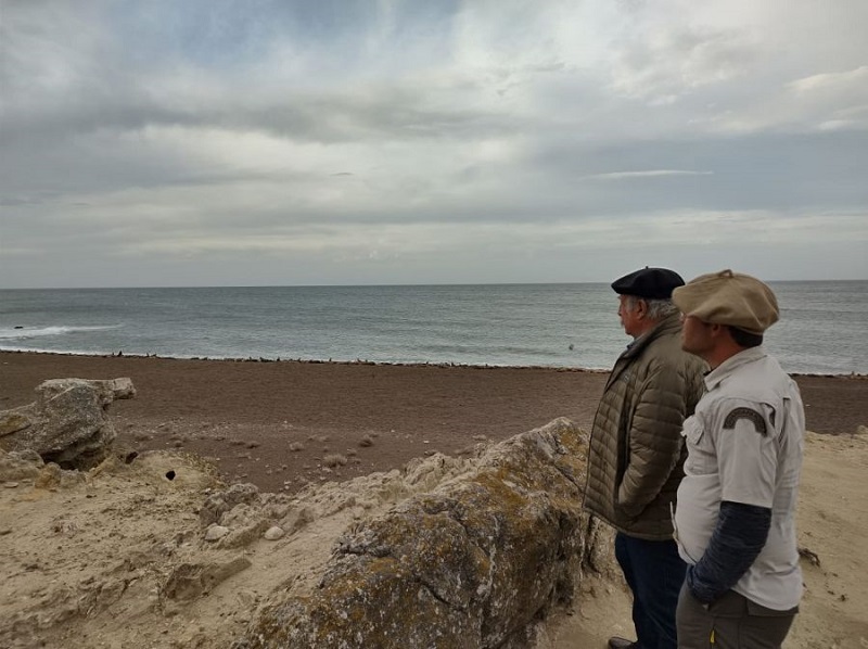Relevaron zona donde habita la población de lobos marinos de un pelo de mayor relevancia en el mundo