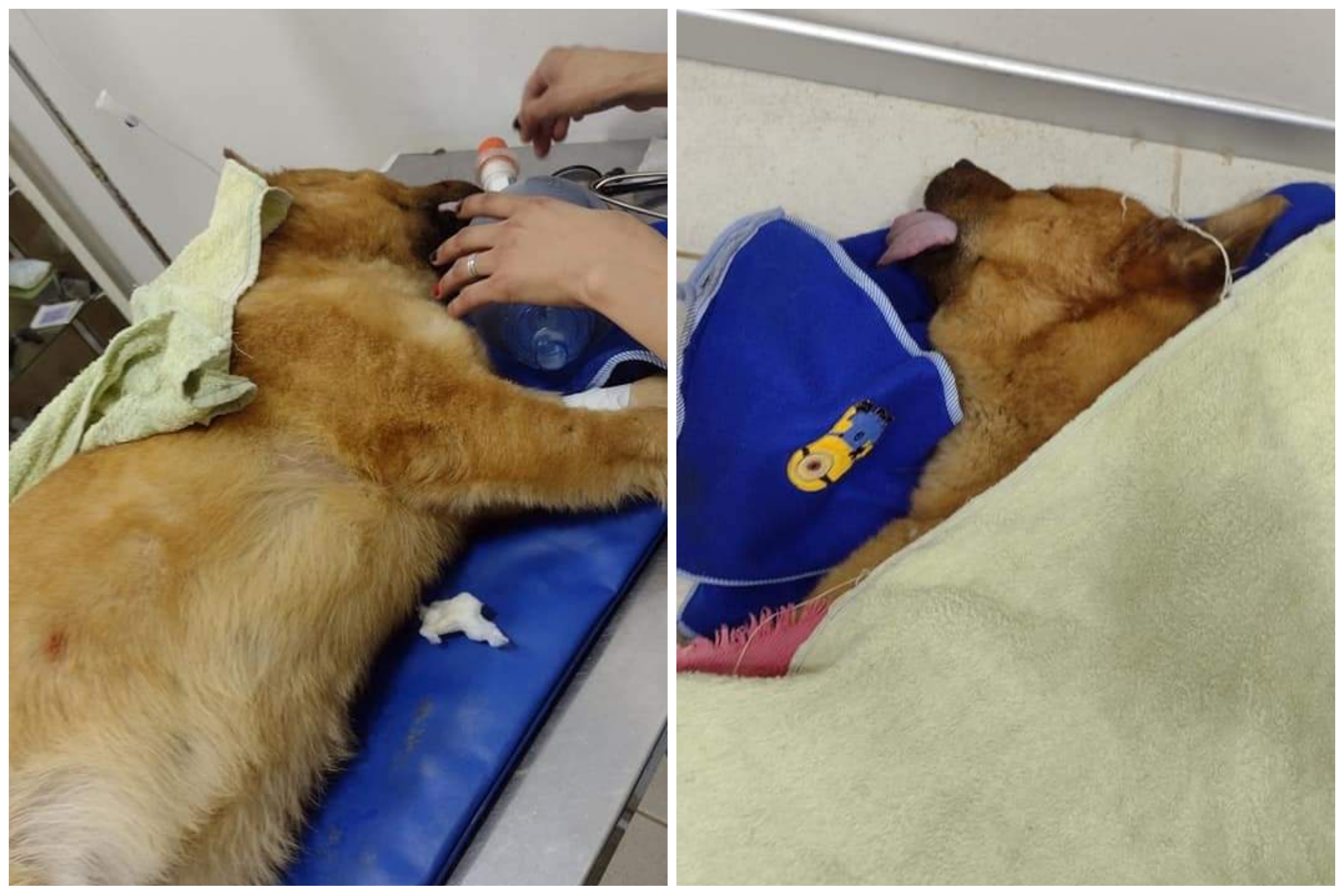 Rescataron a un perro que había caído al mar y piden ayuda para costear los gastos de la veterinaria