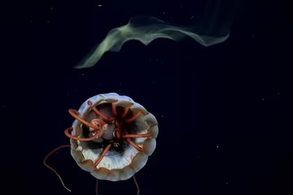 El mar argentino revela sus secretos a la ciencia 