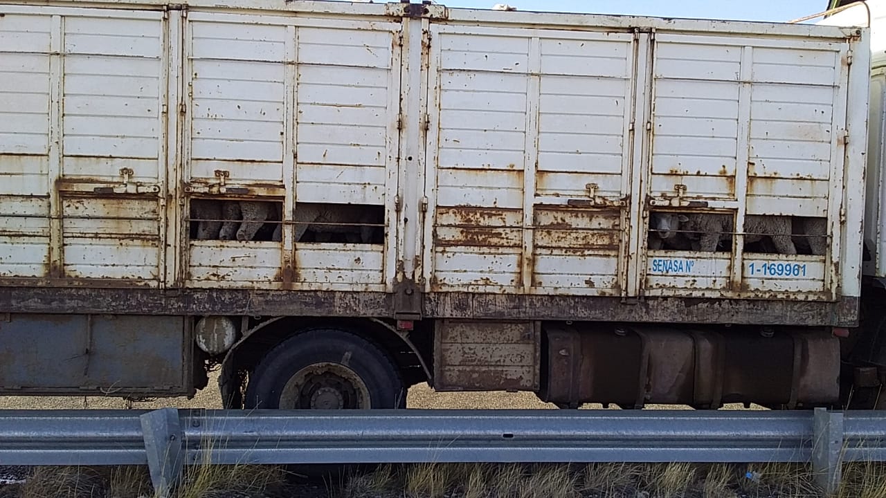 Detienen a individuos con animales sin documentación en Guer Aike