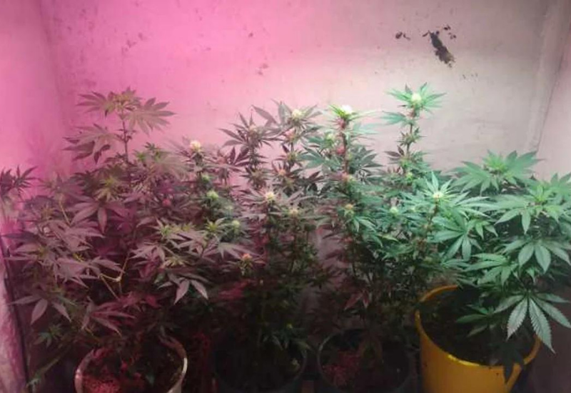 Allanaron una casa para secuestrar un celular y encontraron más de 18 plantas de marihuana