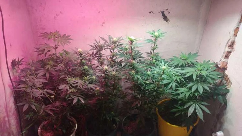 Robaron 60 plantas de marihuana destinadas a uso medicinal en Chubut