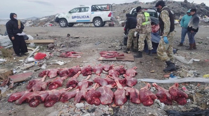 Atraparon a cazadores comodorenses en Las Heras con carne en mal estado de 26 guanacos