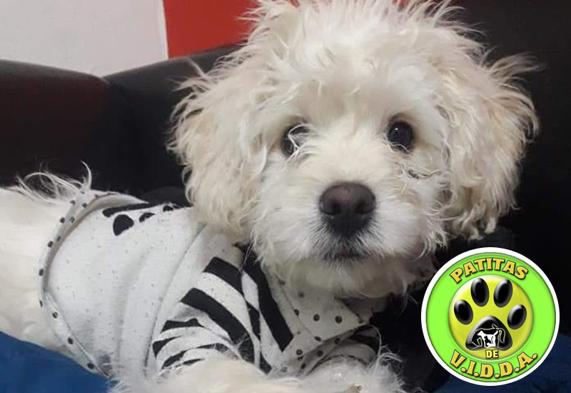 Fin del conflicto: tras varios días Milo ya se encuentra con su familia 