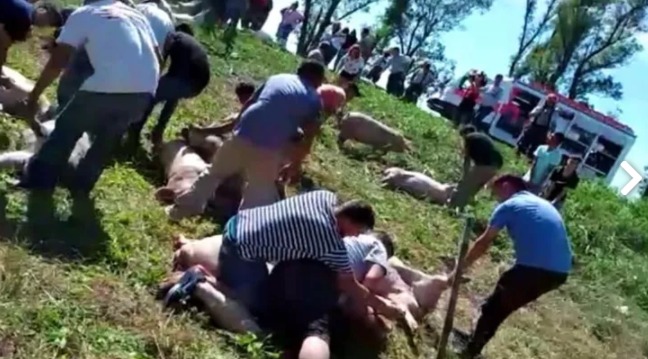 Volcó un camión con lechones en la ruta, los faenaron y se los llevaron