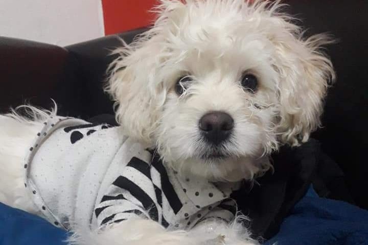 ¿Dónde está Milo?: La dueña del caniche denunció a la protectora de mascotas por darlo en adopción