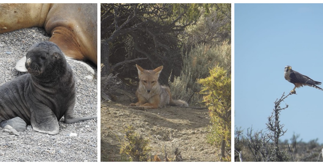 13 años conservando la biodiversidad de la costa y la estepa santacruceña