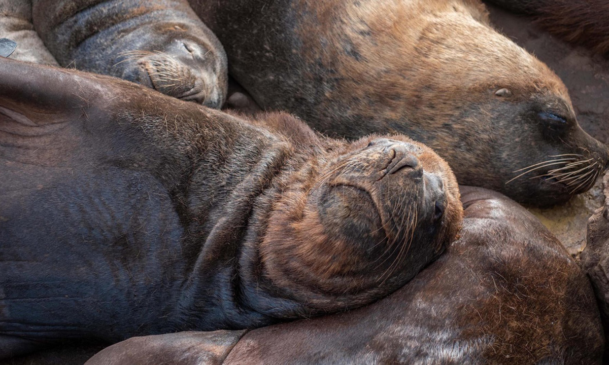 Influenza aviar: se confirmaron nuevos brotes en mamíferos marinos en Buenos Aires y Santa Cruz