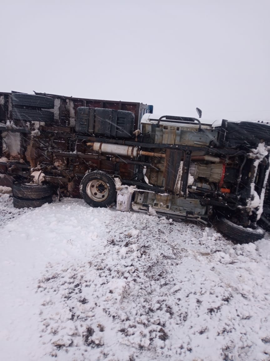 El guanaco en Santa Cruz: entre el desafío ambiental y su potencial nutricional