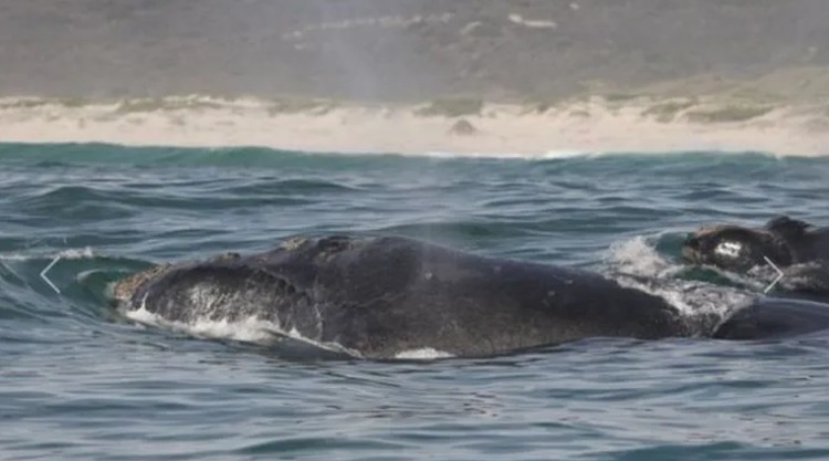 Una ballena franca austral etiquetada en Sudáfrica apareció en la Patagonia