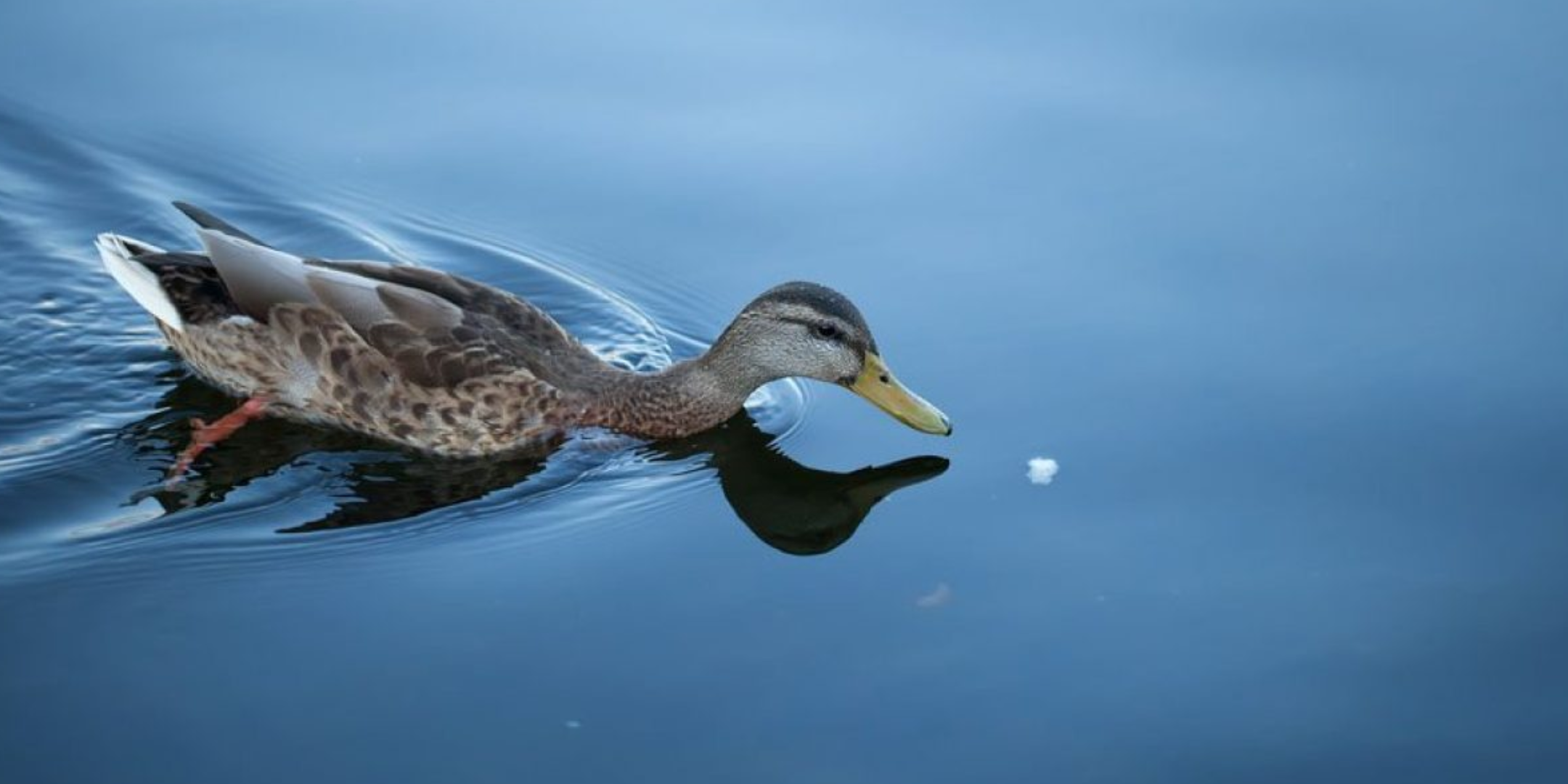 Fue a cazar patos, se disparó accidentalmente y murió 15 días después 