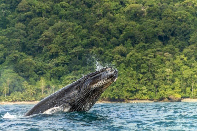 Estados Unidos: una ballena se tragó a un hombre y luego lo escupió vivo