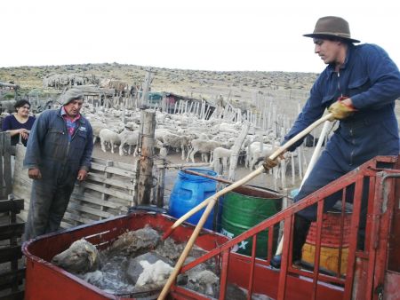 Lanzan campaña de prevención para sostener el estatus sanitario de Santa Cruz respecto de la sarna ovina